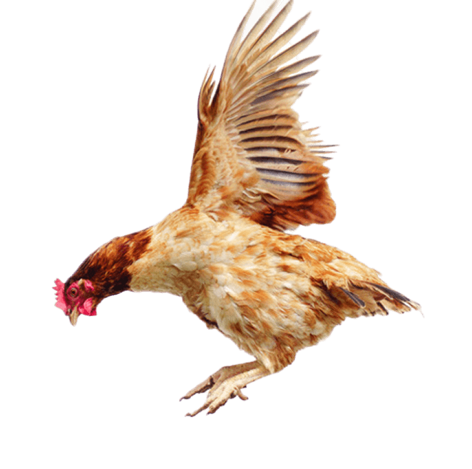 fliegendes-huhn